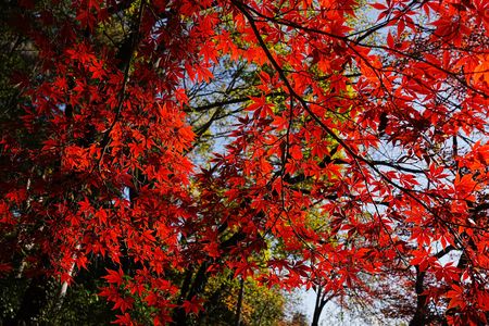 新宿御苑の紅葉