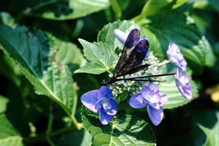 蜻蛉と紫陽花