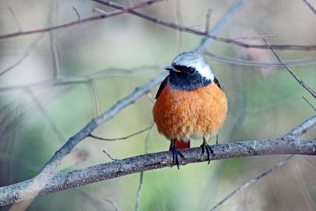 野鳥３態