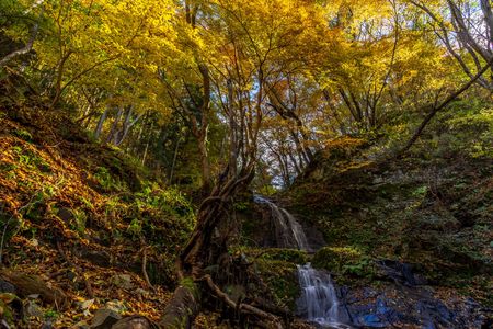 滝と倒木と黄葉