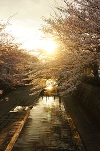 夕日にそまる桜
