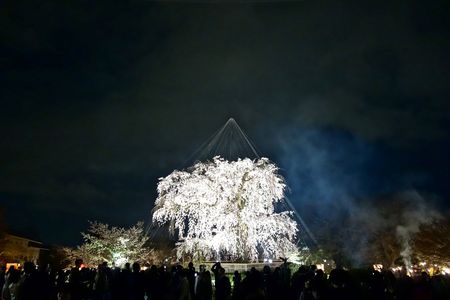 【京都】円山公園 しだれ桜ライトアップ