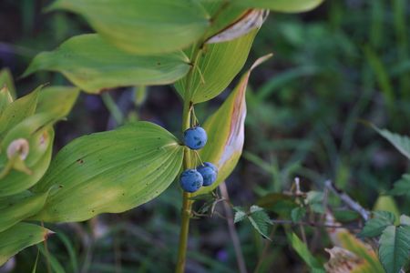 そして実を結ぶ
