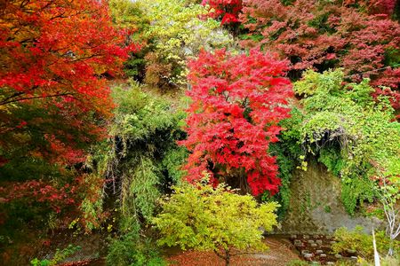 林道の紅葉　①