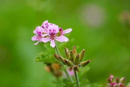 ローズ・ゼラニウム