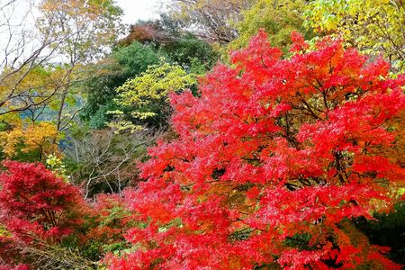 林道の紅葉　③