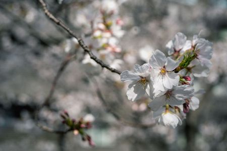 桜　2025　（３３）