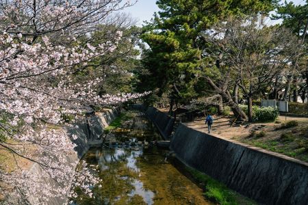 桜　2025　（３２）