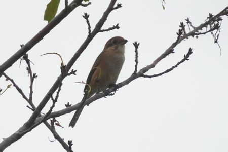 けさの鳥たち-１