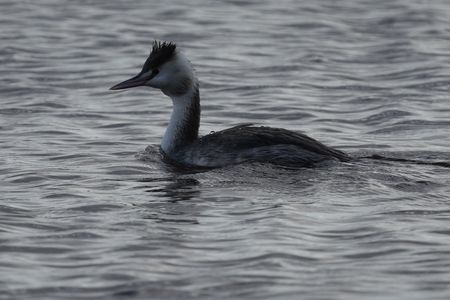 佐鳴湖の鳥たち