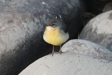 けさの鳥たち-１