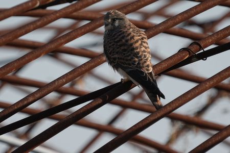 けさの鳥たち-２