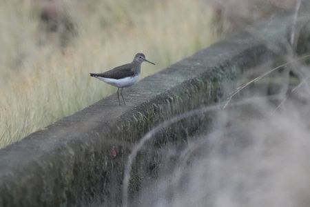 けさの鳥たち-１