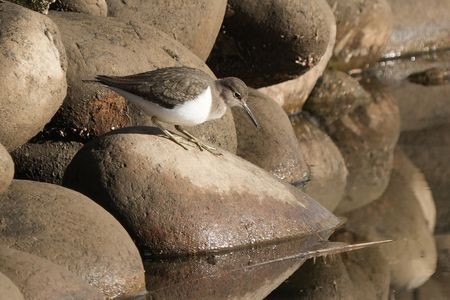 けさの鳥たち-１