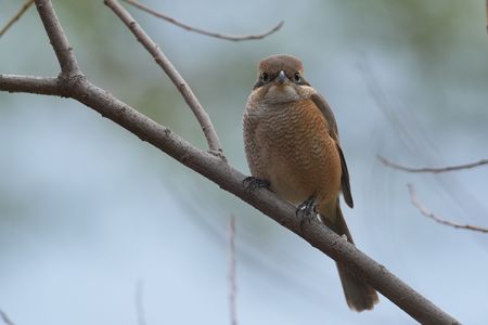 人馴れしすぎ、迷惑なモズ。