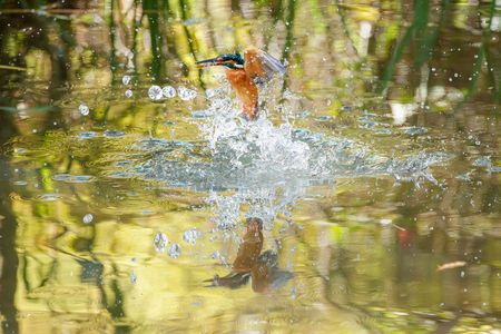 始めに水しぶきがあった（カワセミの採餌）