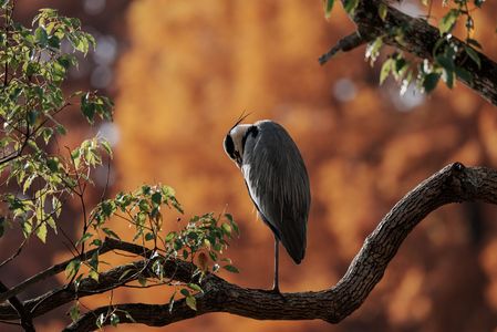 ガッチャマンになりたかったアオサギ