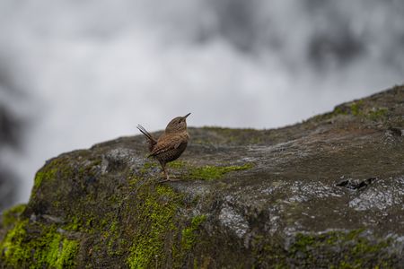 水辺の小さな賢者