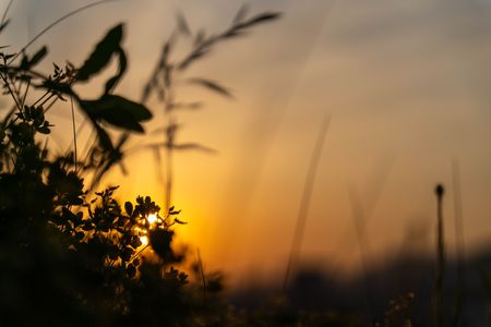 足元の夕暮れ　春