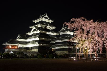駒繋ぎ桜と松本城