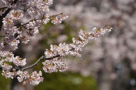 もうすぐ…春かな　玉縄桜