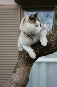 木登りだいすき