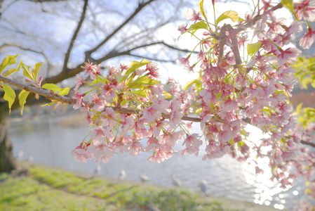 不忍池に春が来た