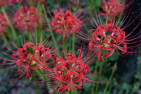 今年の彼岸花は開花が遅いとのこと