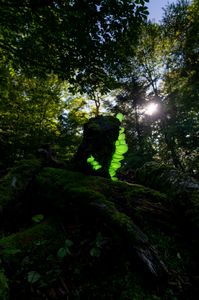 月明かりに負けない光を放つツキヨタケ🍄