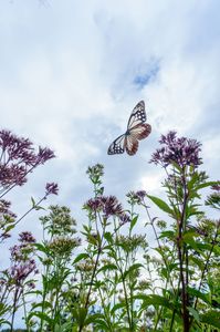 旅する蝶アサギマダラ