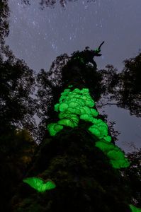 星空とツキヨタケ🍄