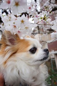 桜と愛犬
