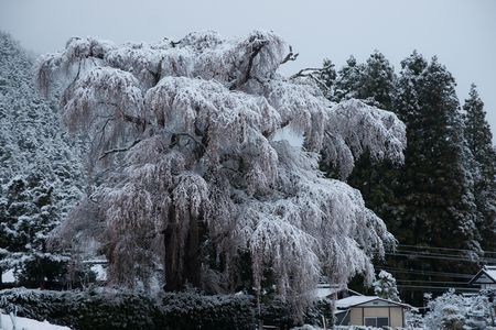 冠雪枝垂れ桜