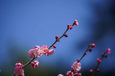 道明寺天満宮　梅