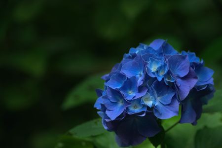 紫陽花　藍