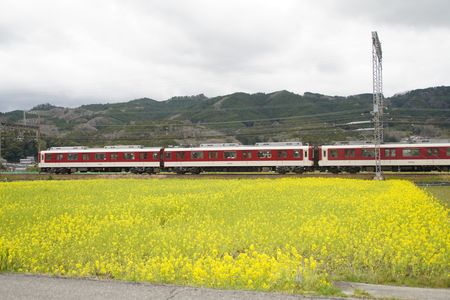 黄色の絨毯と近鉄列車