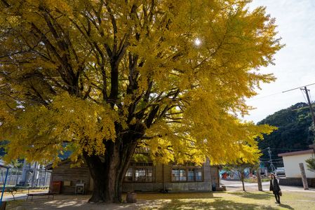 懐かしの大銀杏