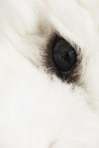 シャッターチャンスは見られている