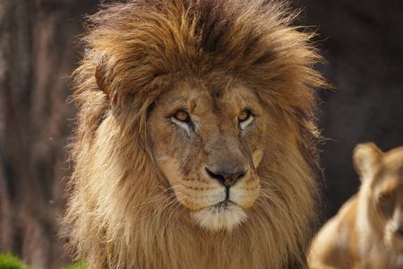 百獣の王　ライオン