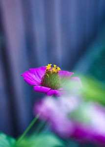 近くの花壇で撮りました!