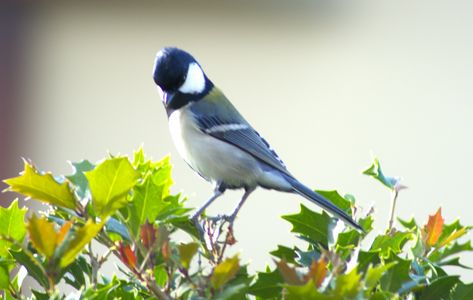 庭のシジュウガラ