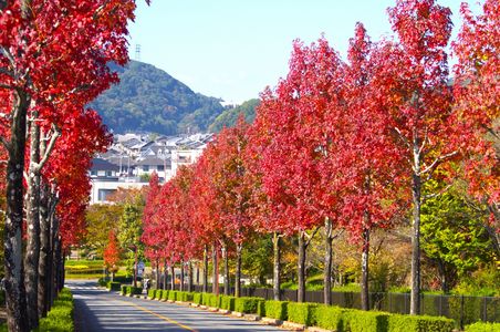 モミジバフー並木道