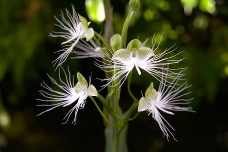 ベクタベナリア