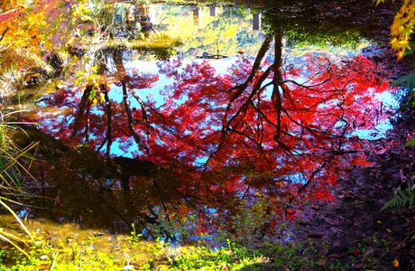 水鏡の紅葉が美しい
