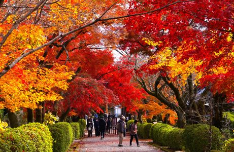 湖西　西教寺もみじ祭り