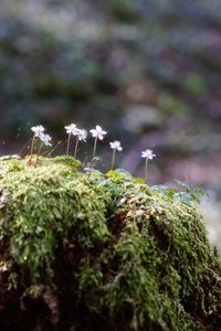 春の妖精～バイカオウレン