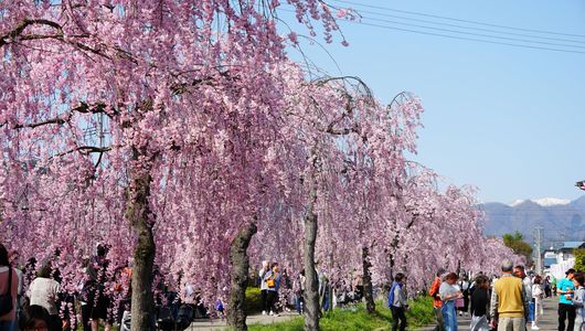 喜多方の枝垂れ桜並木