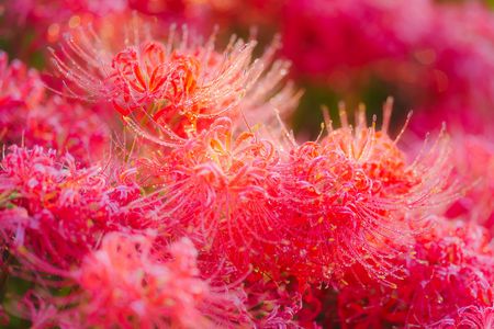 朝露の煌めき。。ヒガンバナ。♪