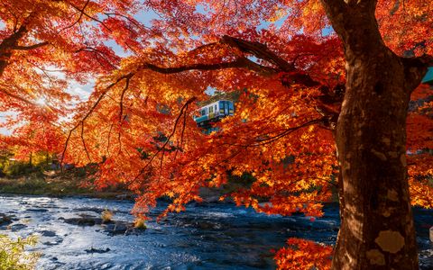 水郡線・第九橋梁、モミジ包み♪