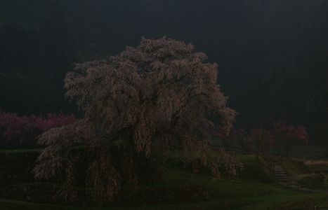 夜霧にたたずむ又兵衛桜